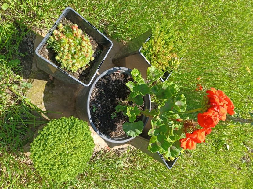  - Floricele diverse 2021