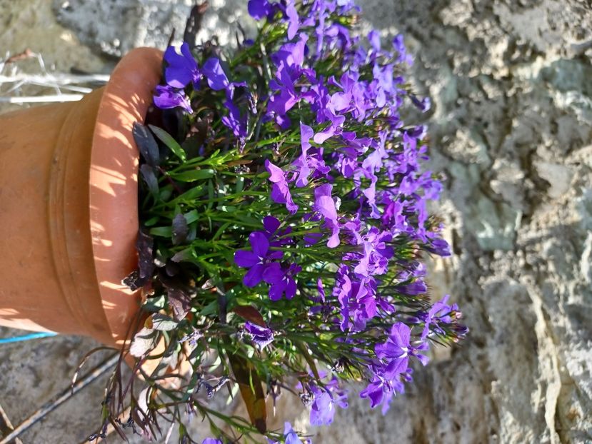  - Floricele diverse 2021