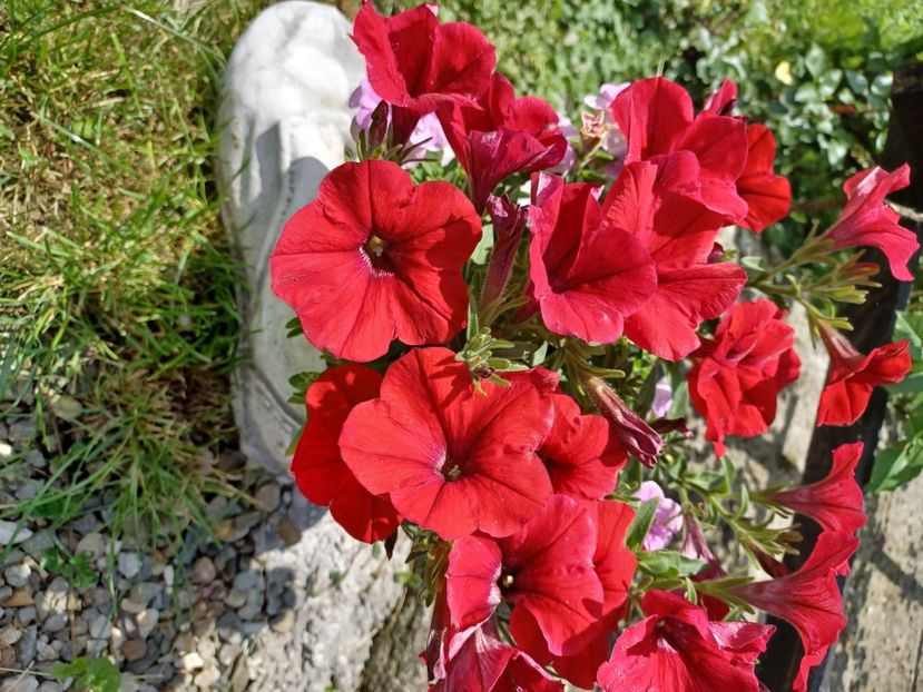  - Floricele diverse 2021