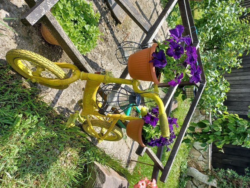  - Floricele diverse 2021