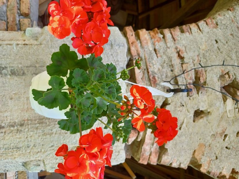  - Floricele diverse 2021