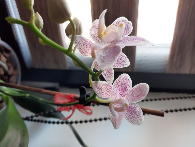  - florile mele dragi