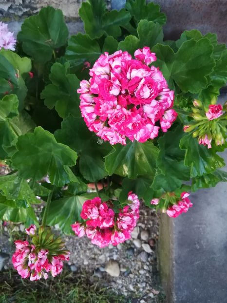 Scarlet Rosebud - A-Muscate 2021