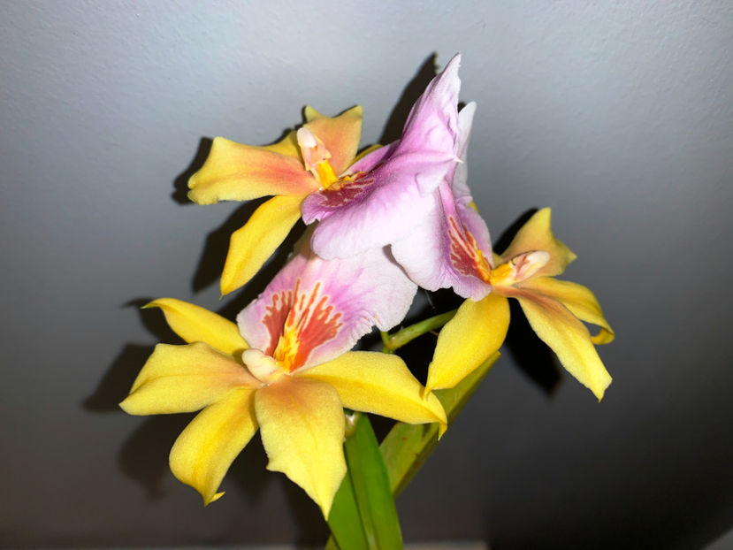 Miltonia Sunset - Plante de interior 2021