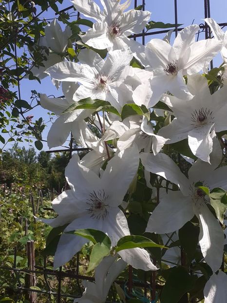  - 0 Clematis Beatiful bride grupa B tundere usoara-2019