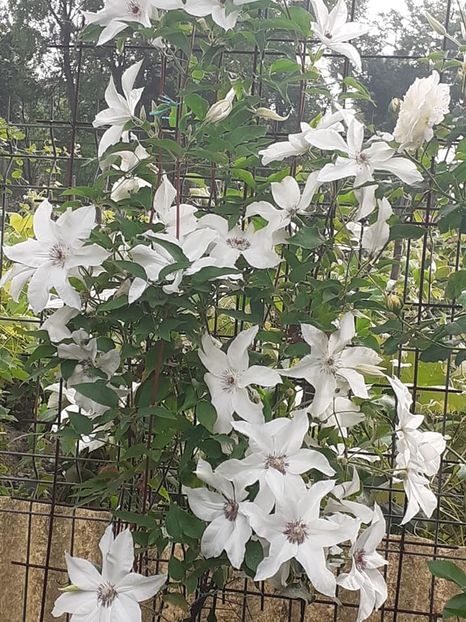  - 0 Clematis Beatiful bride grupa B tundere usoara-2019