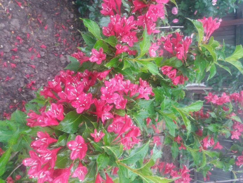  - Florile mele 2021