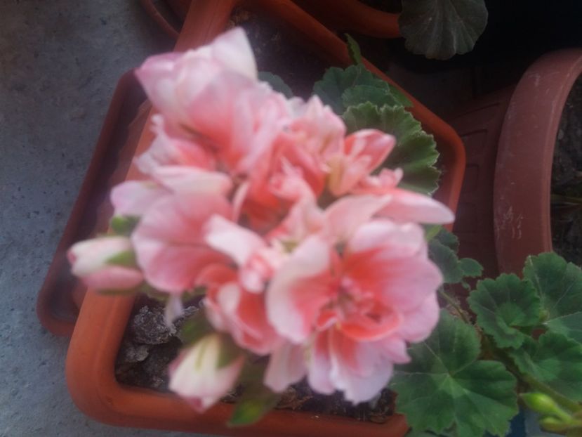  - Florile mele 2021