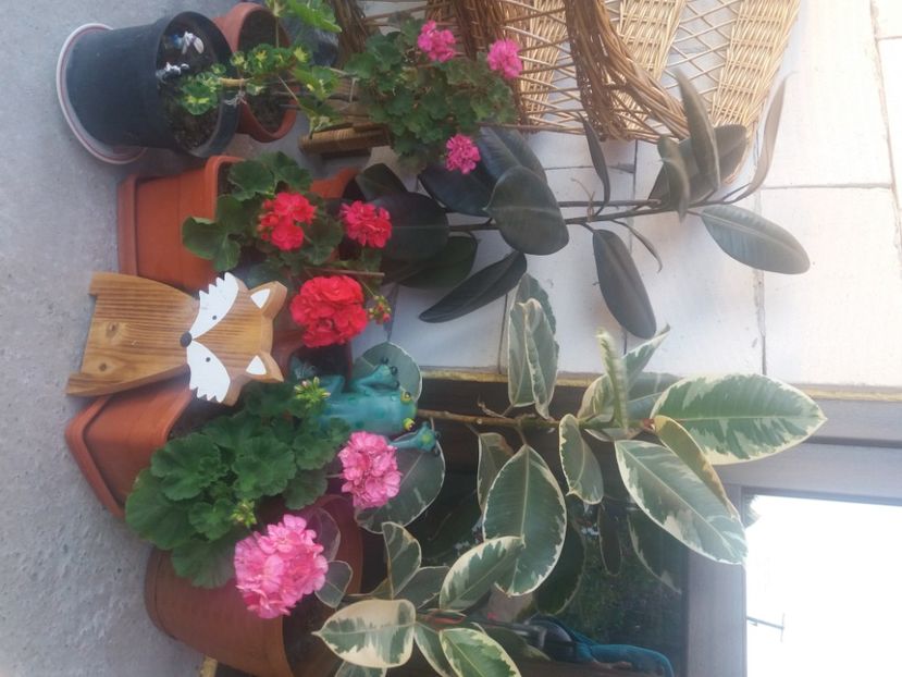  - Florile mele 2021