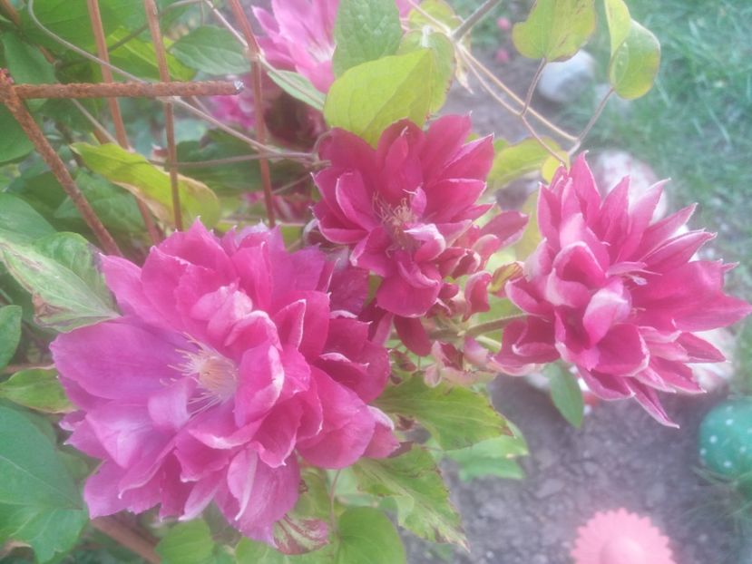  - Florile mele 2021