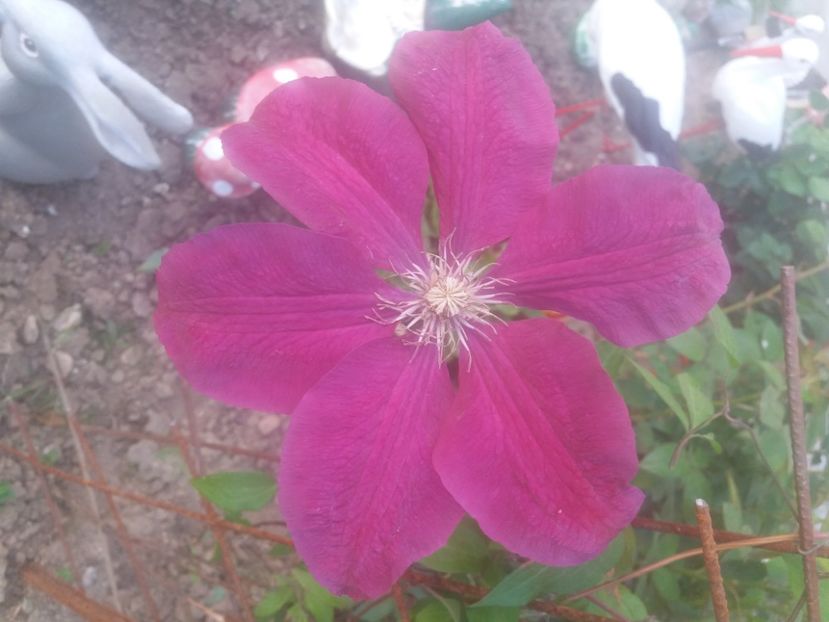  - Florile mele 2021