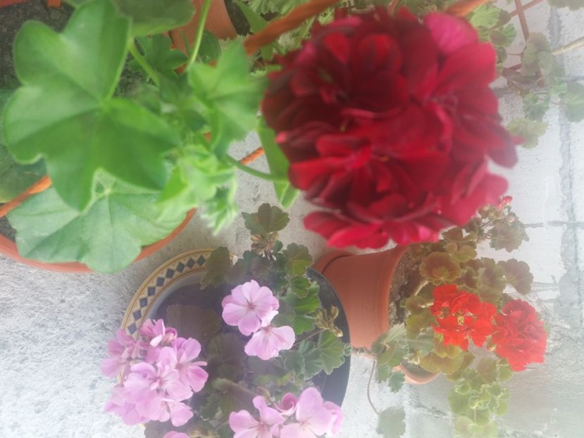  - Florile mele 2021