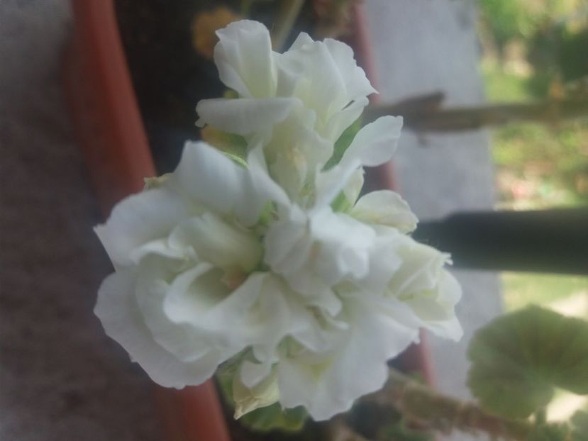  - Florile mele 2021