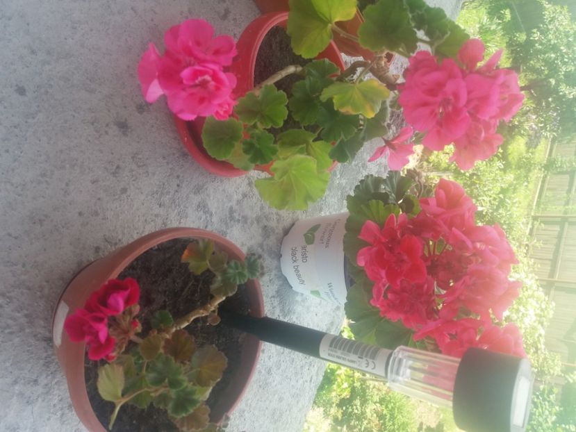  - Florile mele 2021