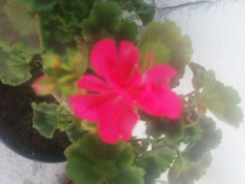  - Florile mele 2021