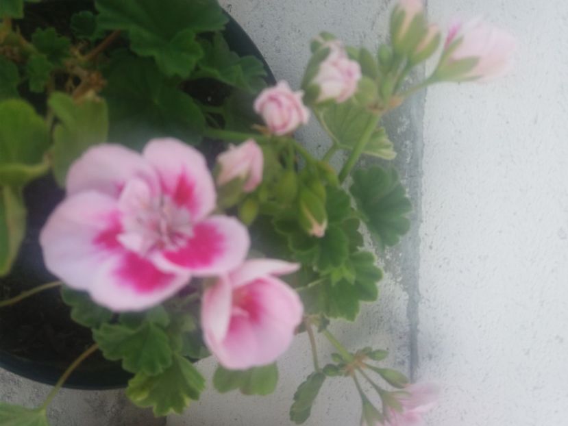  - Florile mele 2021