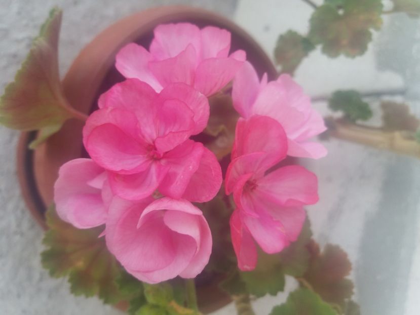  - Florile mele 2021