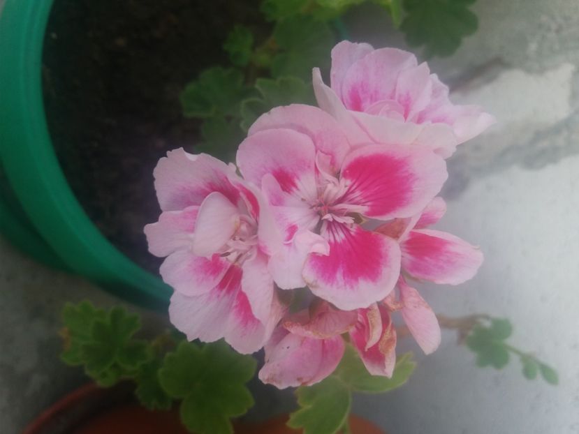  - Florile mele 2021