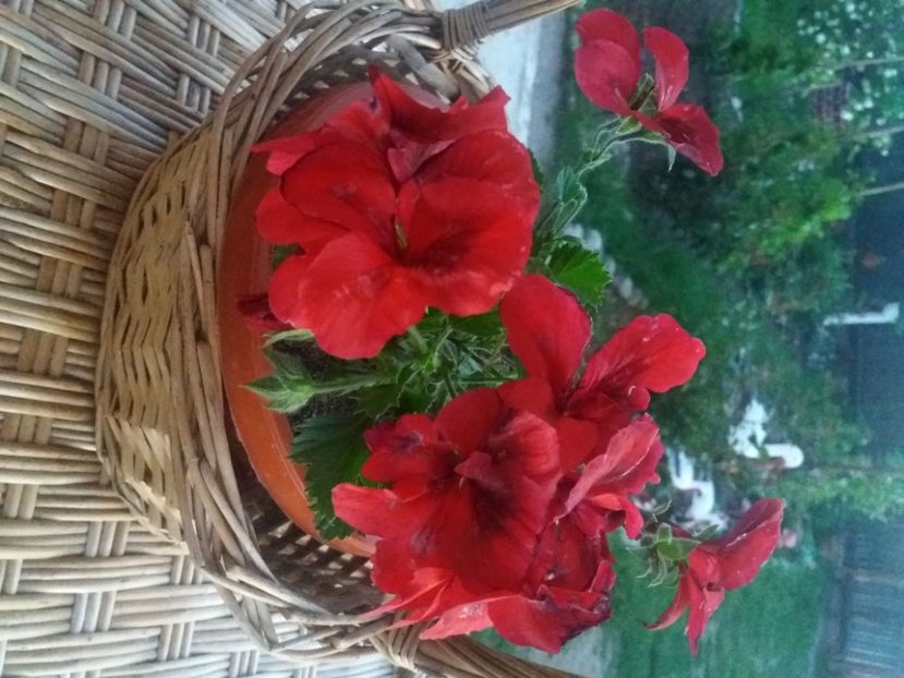  - Florile mele 2021