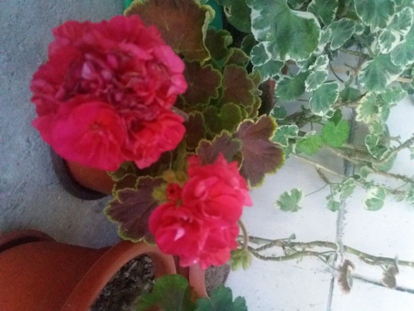  - Florile mele 2021