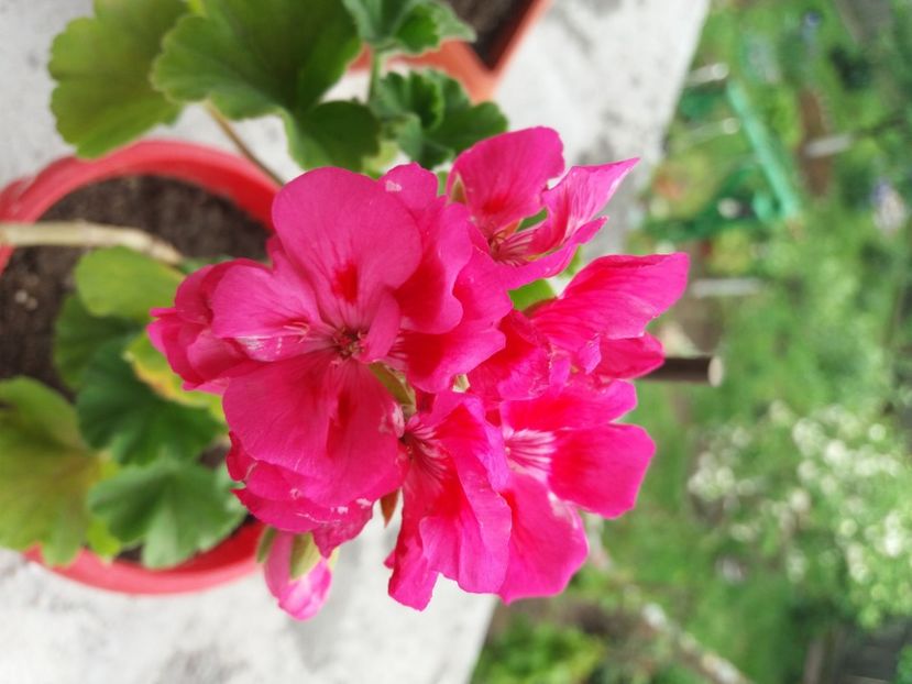  - Florile mele 2021