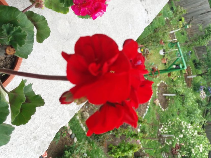 - Florile mele 2021