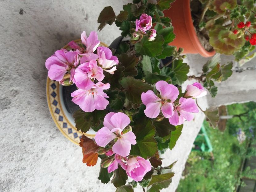  - Florile mele 2021