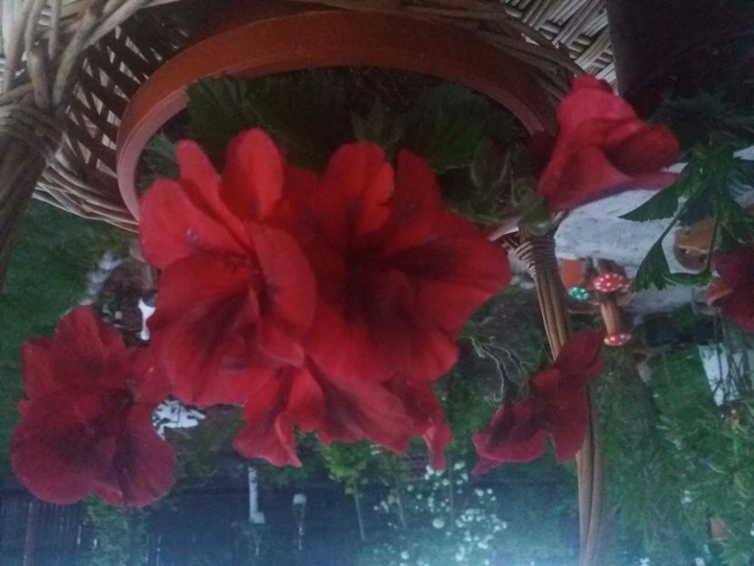  - Florile mele 2021