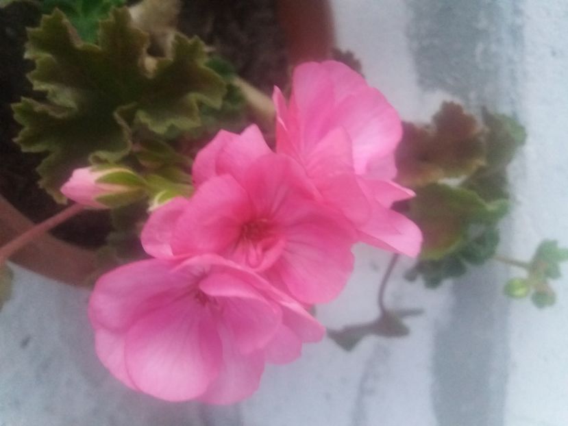  - Florile mele 2021