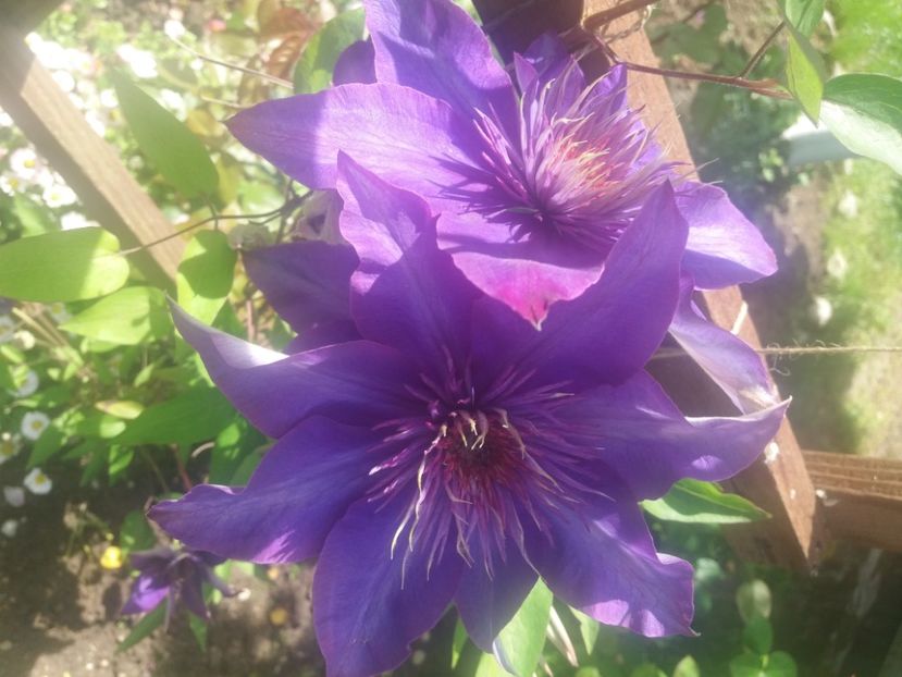  - Florile mele 2021
