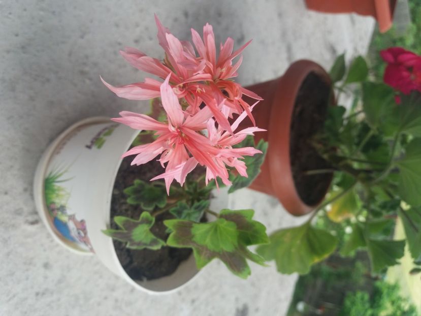  - Florile mele 2021