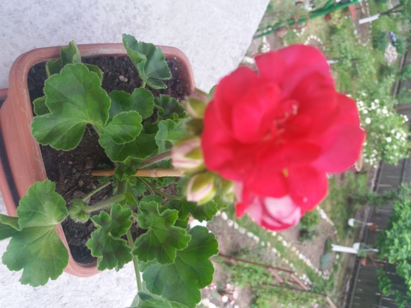  - Florile mele 2021
