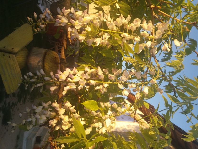  - Florile mele 2021
