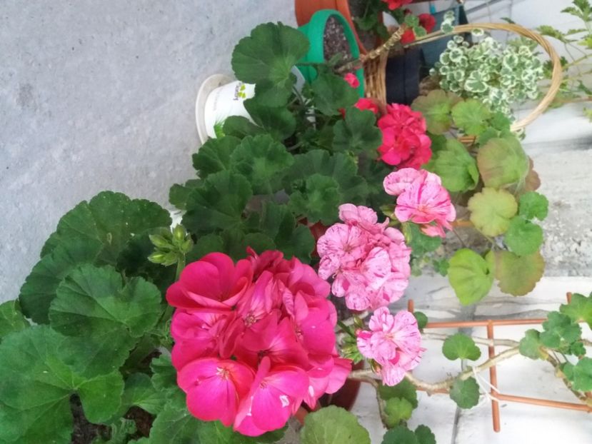  - Florile mele 2021