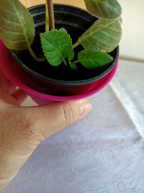 10.06.2021 - Larissa 1 - Gloxinia 2020