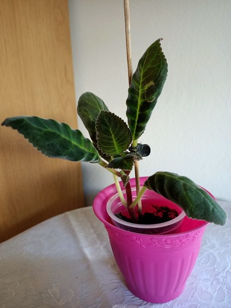 10.06.2021 - Larissa 3 - Gloxinia 2020