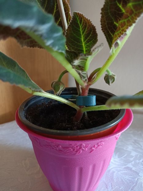 P4 - Gloxinia 2020