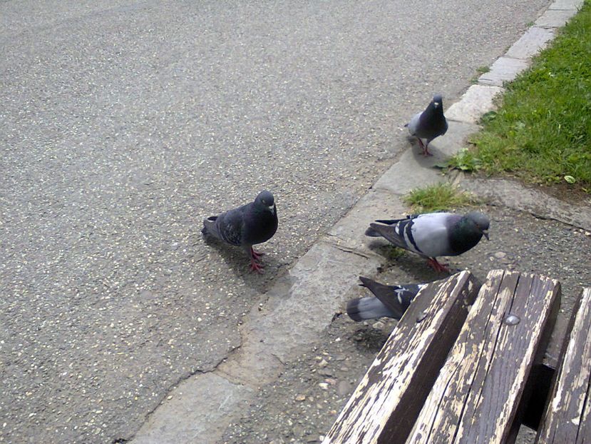 Fotografie6074 - 2021 Plimbare în parc 5 iunie