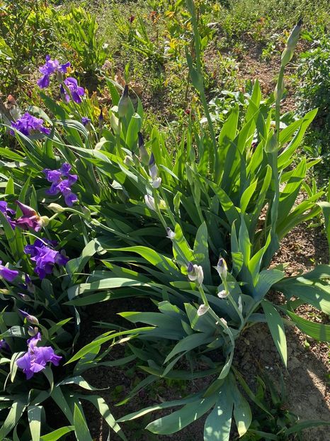 90A7C4DD-43BA-4EF3-B8AA-E33E20A8387B - Vand stanjenei