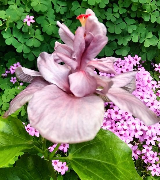  - Hibiscus Blue Diamond