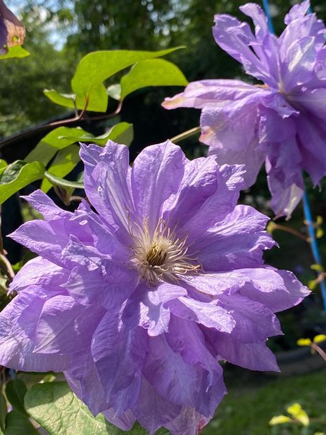 846CEA1D-8A52-4761-82DB-AE607192E949 - Clematis