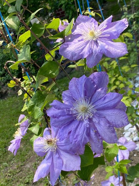 5B03FBD2-65F8-4BDF-AD12-8B9BAA570522 - Clematis