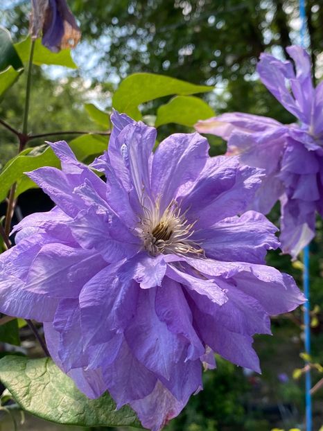 BD42CB5E-90A9-4C63-81F4-A97360122679 - Clematis