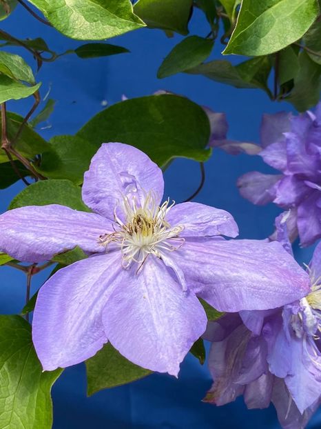 406E4780-612C-445F-9173-D95EA8853768 - Clematis