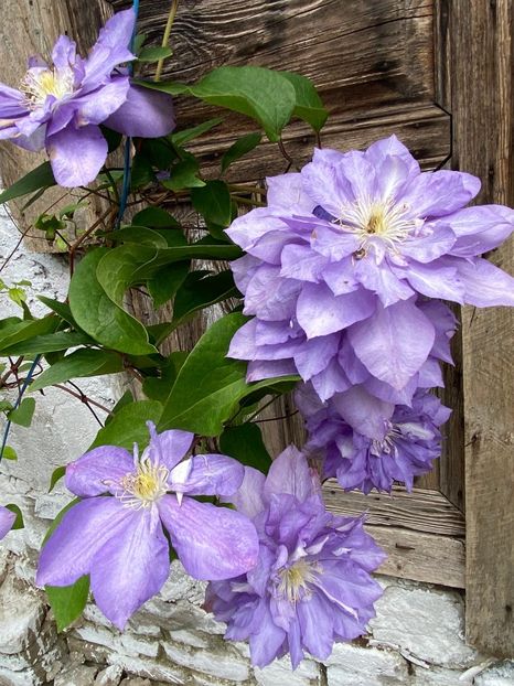 EC558DE8-A890-4E07-9CA5-64A14237A539 - Clematis