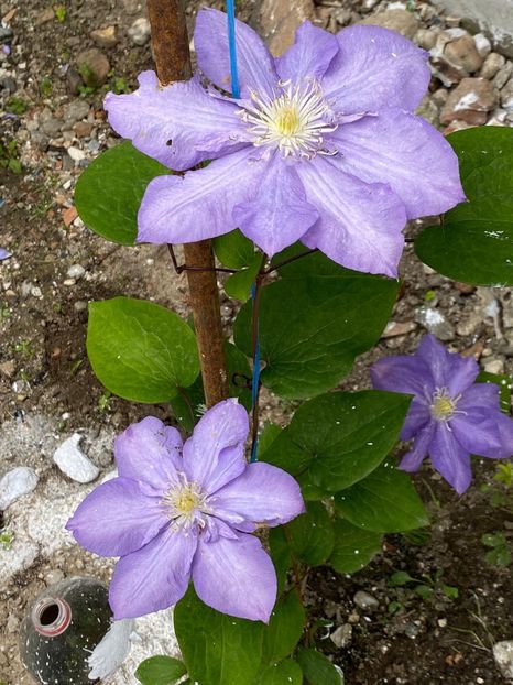 EF7887B7-F9BD-47B6-A05F-C7B125DB9C46 - Clematis