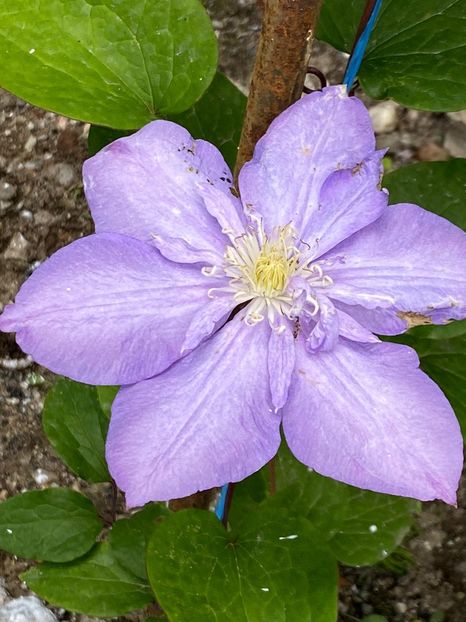 E66CBE72-225D-4AA3-851F-B5FD24DD0800 - Clematis
