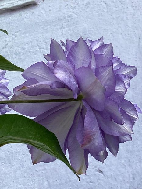 3295C348-1E0F-46C6-AABA-59C4444A5C26 - Clematis