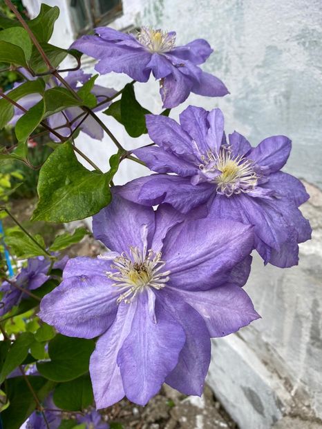 5FEA8DCE-FA32-4531-A43D-4C603D64FA1D - Clematis