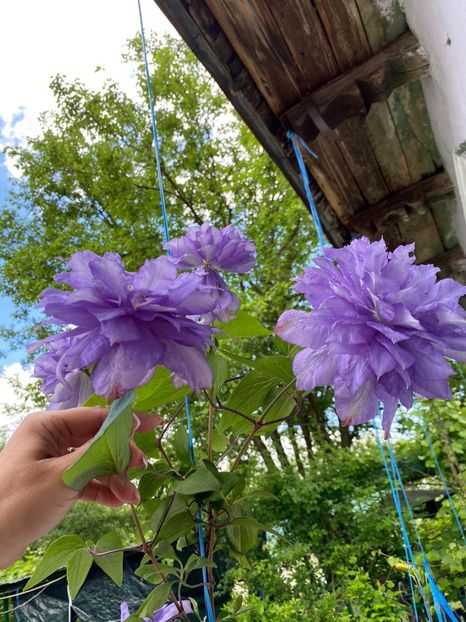 45E414AB-DA8D-4C4E-8245-0764A05BD1E0 - Clematis